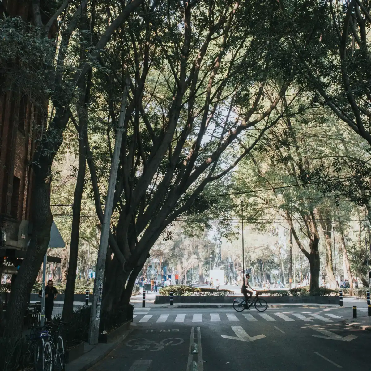 Avenida Álvaro Obregón tree-lined boulevard