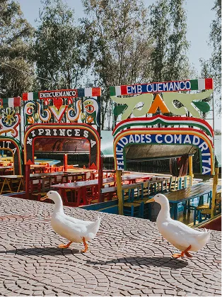 Trajineras and ducks at Xochimilco