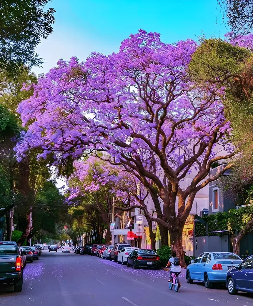 Jacaranda trees blooming over a Roma Norte street in Mexico City